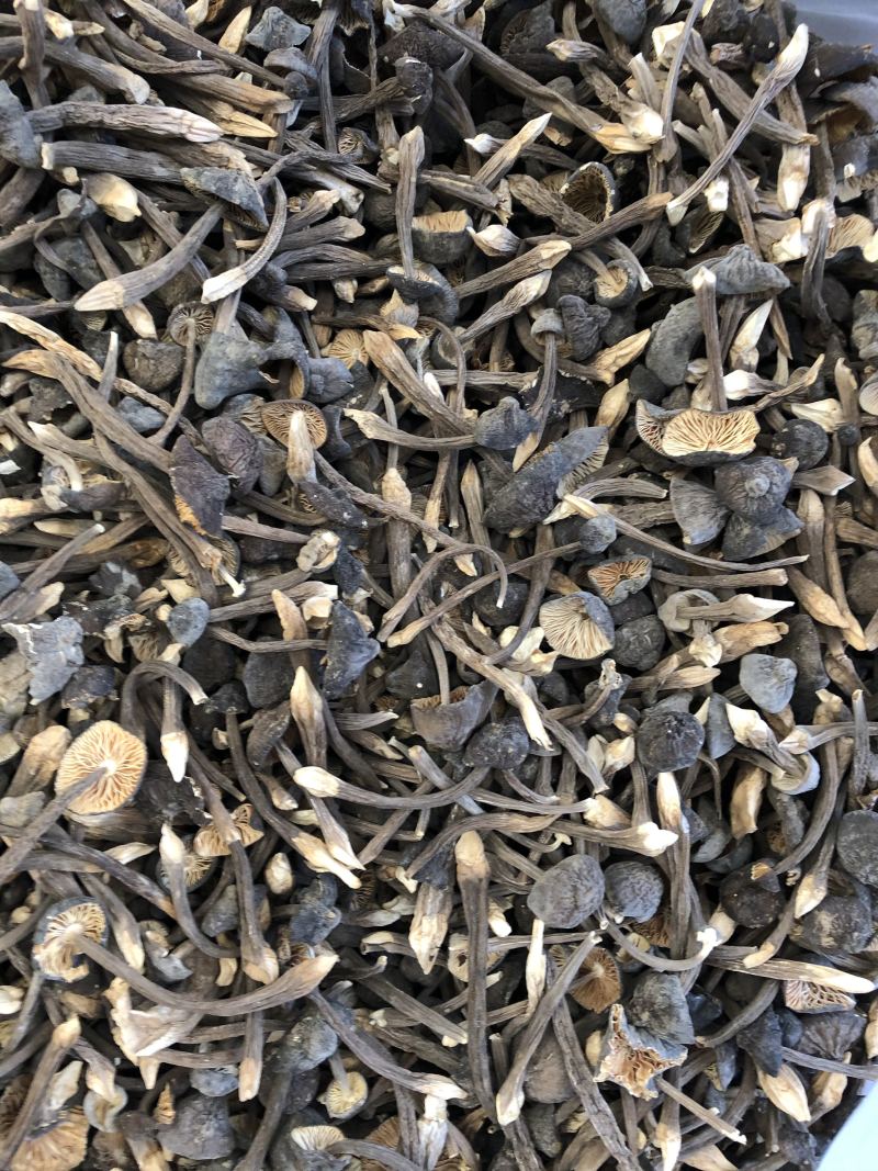 黑皮鸡枞菌食用菌批发人工栽培菌类