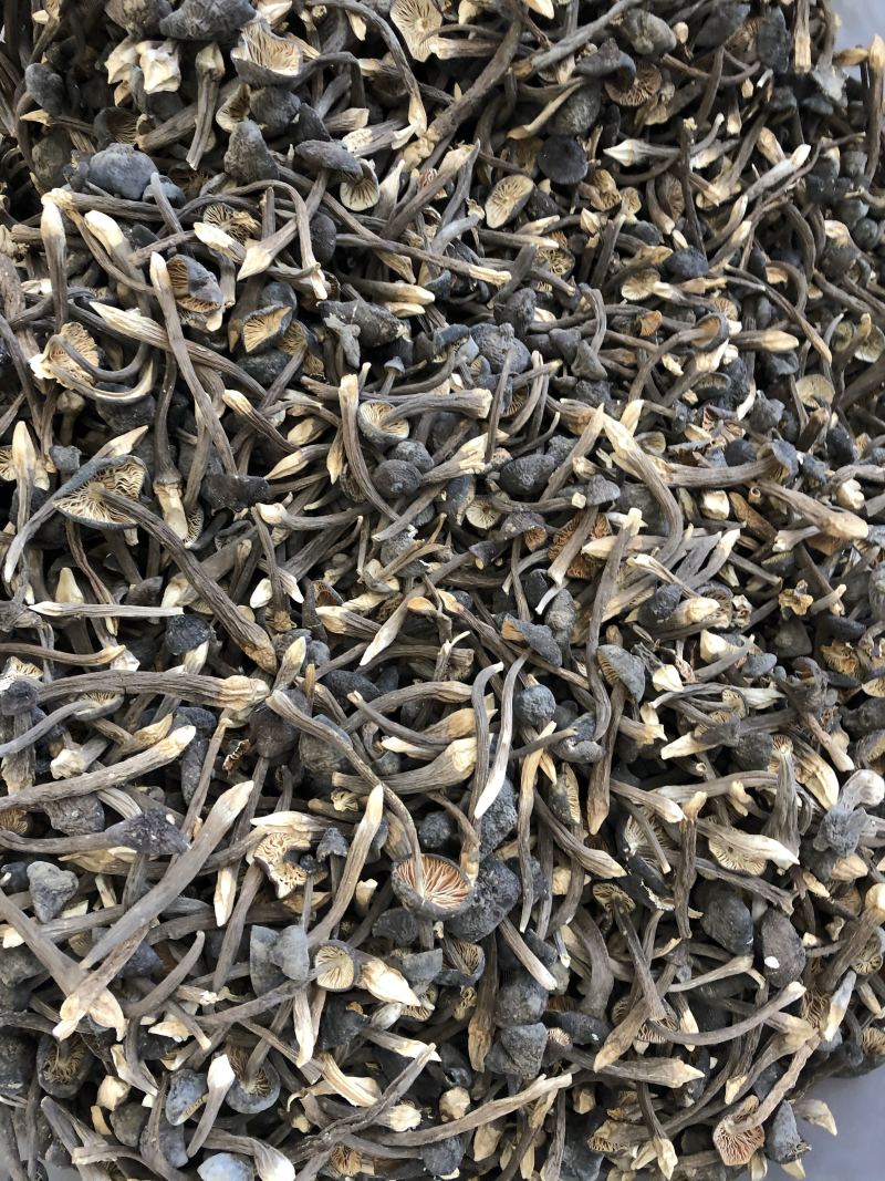 黑皮鸡枞菌食用菌批发人工栽培菌类