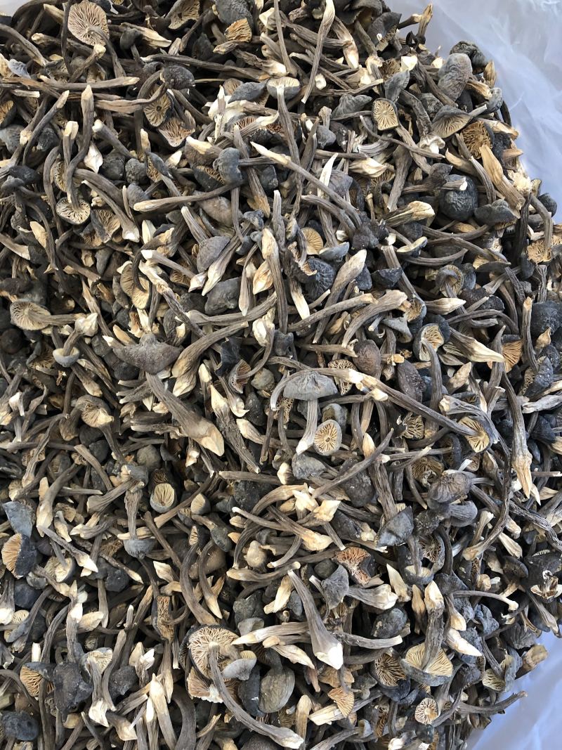 黑皮鸡枞菌食用菌批发人工栽培菌类