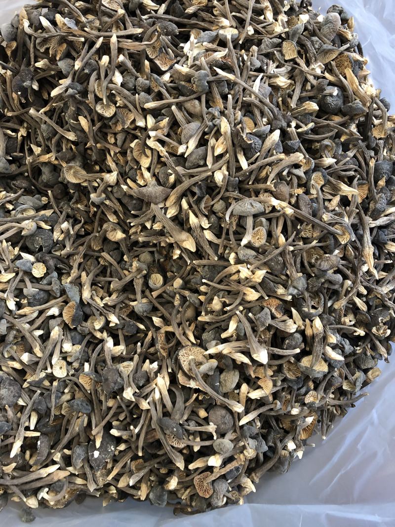 黑皮鸡枞菌食用菌批发人工栽培菌类
