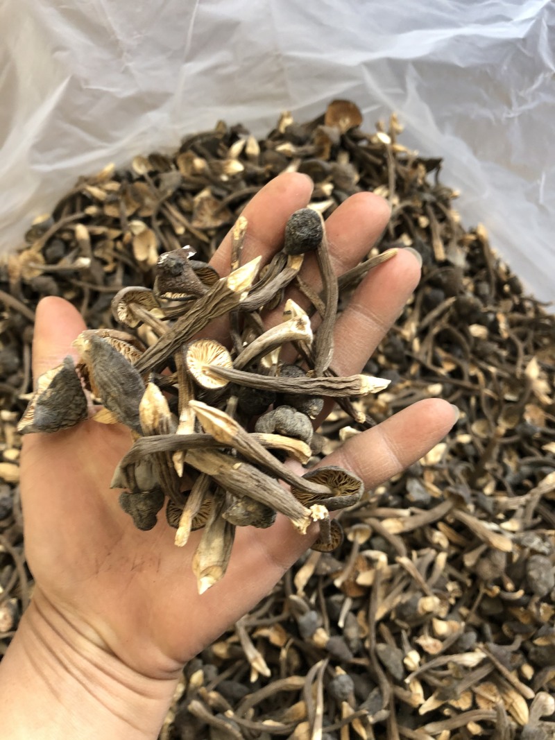 黑皮鸡枞菌食用菌批发人工栽培菌类