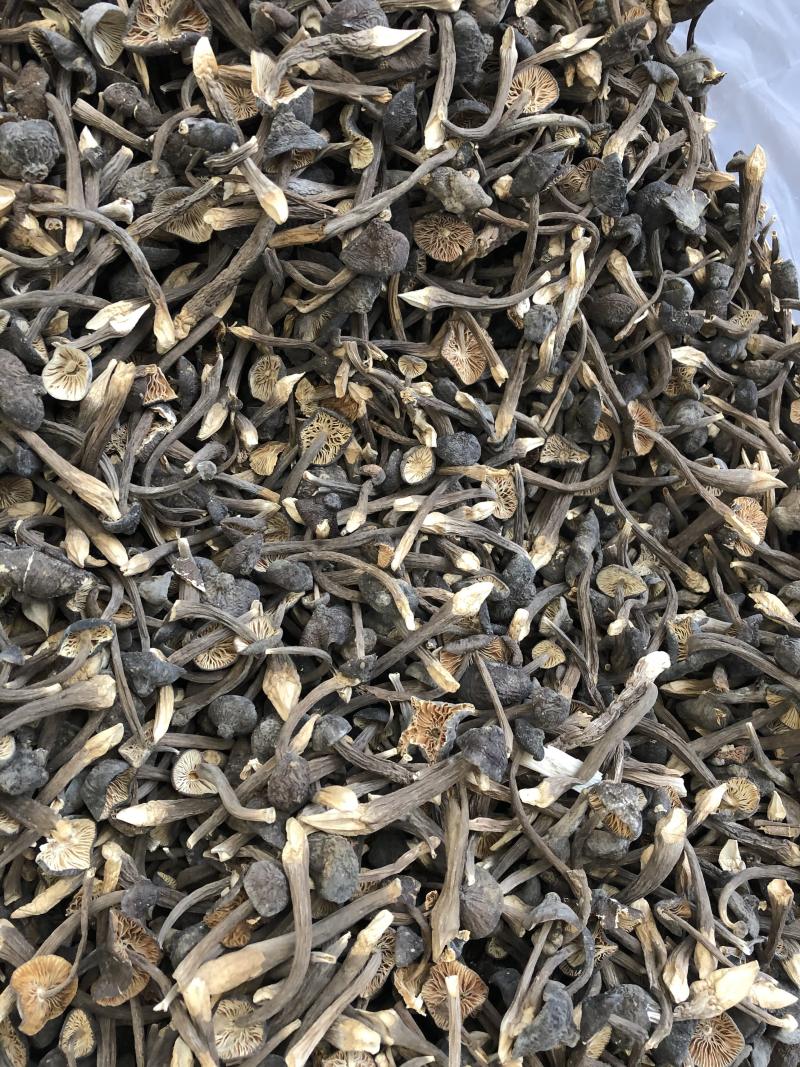 黑皮鸡枞菌食用菌批发人工栽培菌类