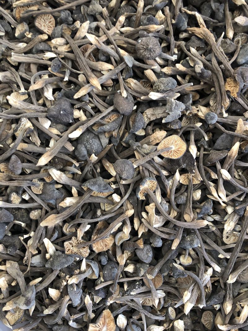 黑皮鸡枞菌食用菌批发人工栽培菌类