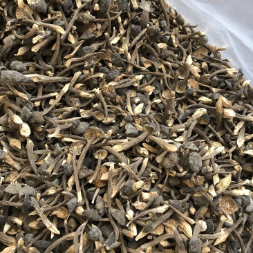 黑皮鸡枞菌食用菌批发人工栽培菌类