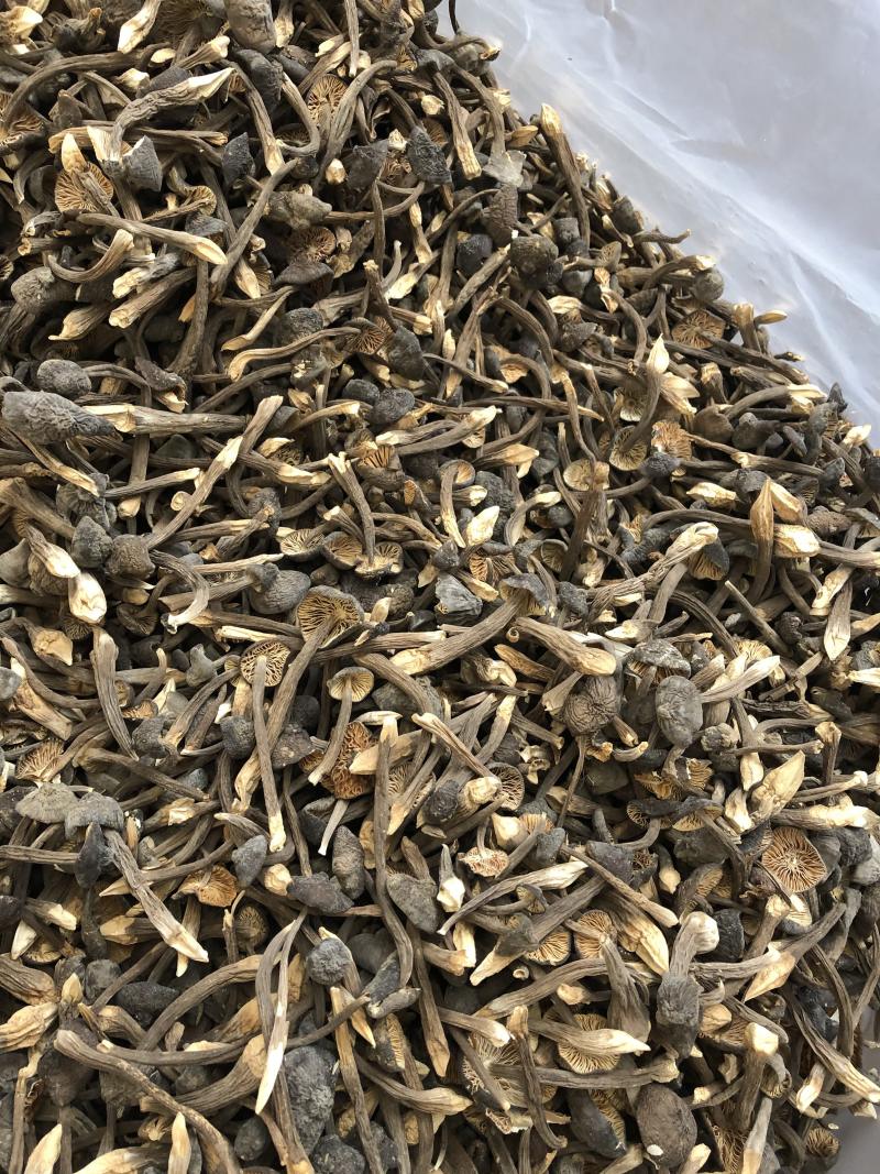 黑皮鸡枞菌食用菌批发人工栽培菌类