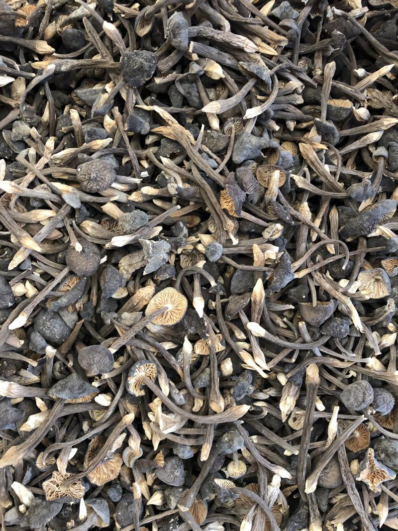 黑皮鸡枞菌食用菌批发人工栽培菌类
