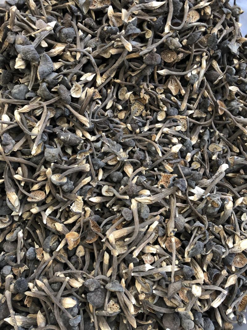 黑皮鸡枞菌食用菌批发人工栽培菌类