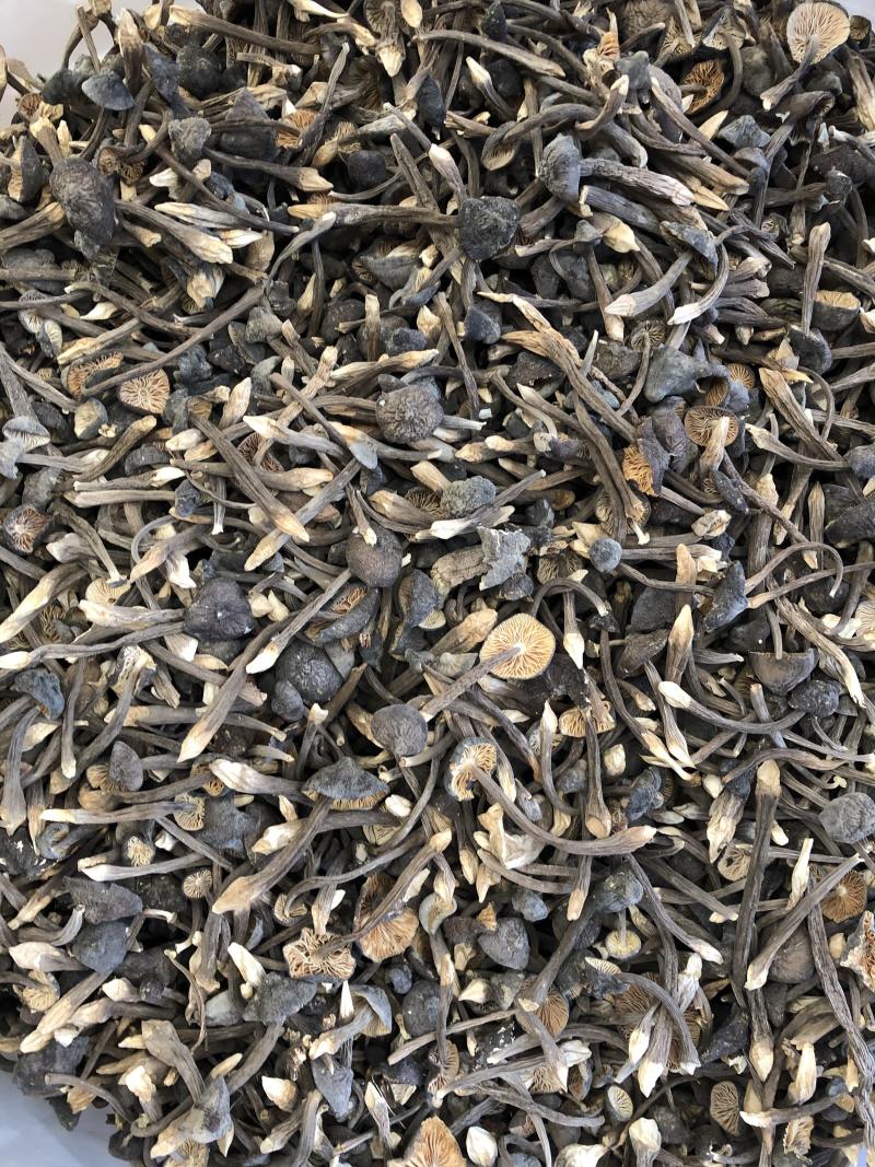 黑皮鸡枞菌食用菌批发人工栽培菌类