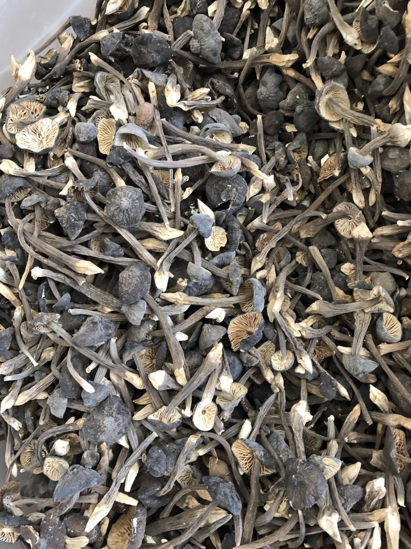 黑皮鸡枞菌食用菌批发人工栽培菌类