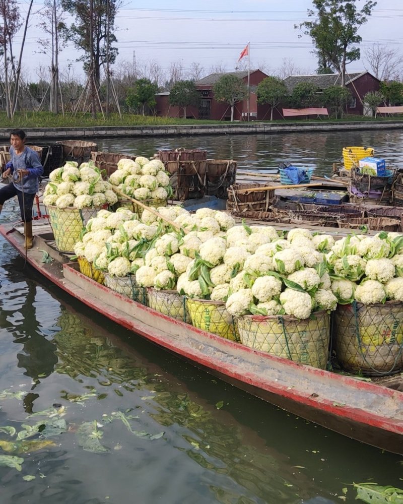 菜花，散花，有机花，花面白，基地直发，一手货源。