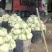 菜花，散花，有机花，花面白，基地直发，一手货源。