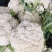 菜花，散花，有机花，花面白，基地直发，一手货源。