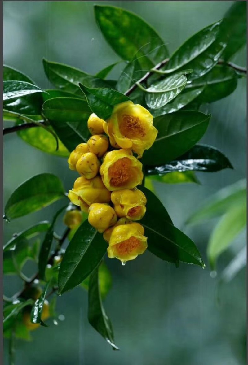 防普金花茶原生树，各种规格