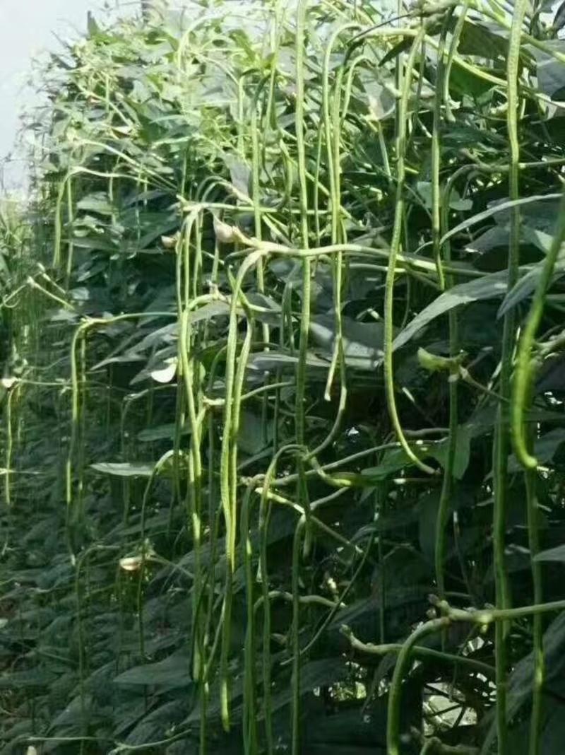 【精】郑研绿状元豆角种子长绿条豆角种子新品种