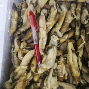蛏子肉（熟冻无沙大连丹东现货供应。冷链物流全国配送。