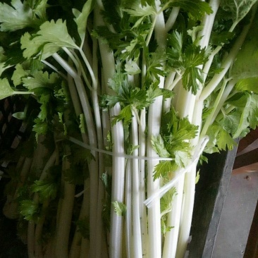 白芹菜