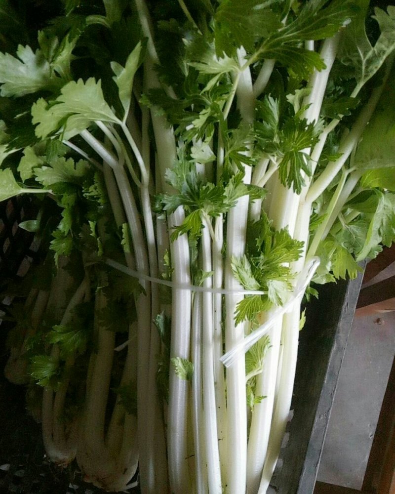 白芹菜