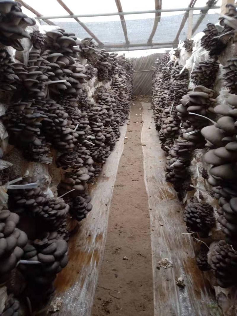内黄县安强农副产品有限公司现有平菇大量上市