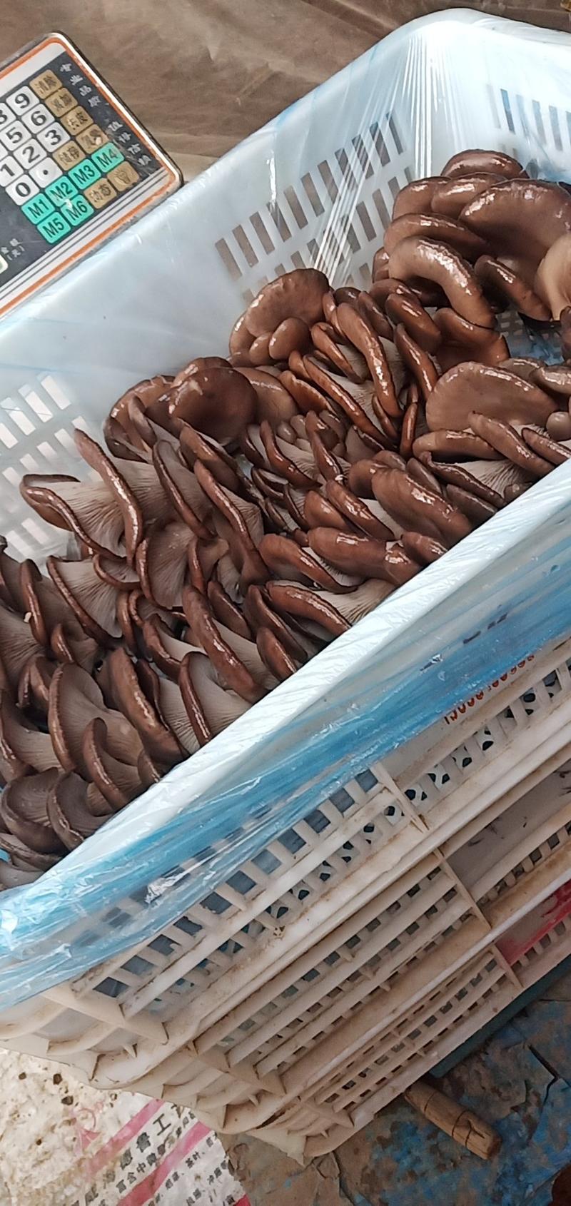 内黄县安强农副产品有限公司现有平菇大量上市