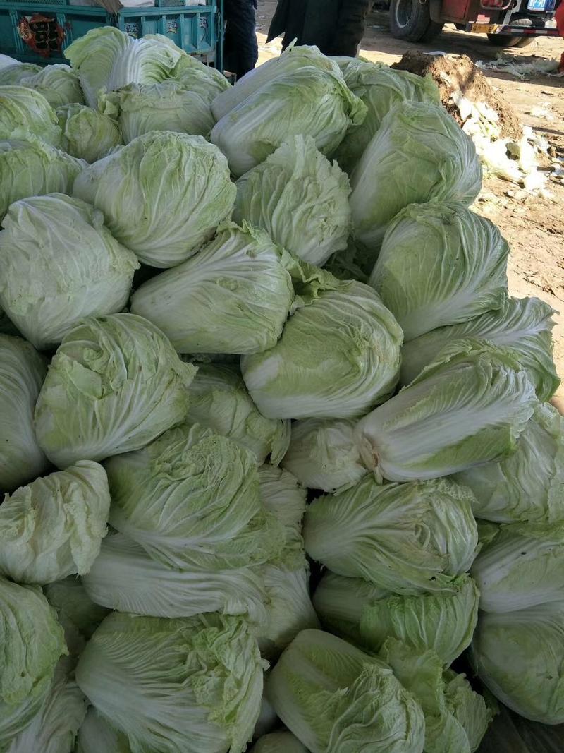 山东优质白菜，白菜产地直销，大量供应一手货源。