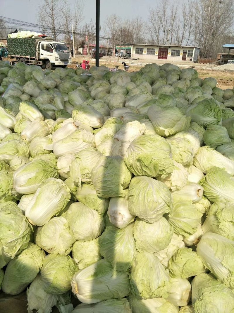 山东优质白菜，白菜产地直销，大量供应一手货源。
