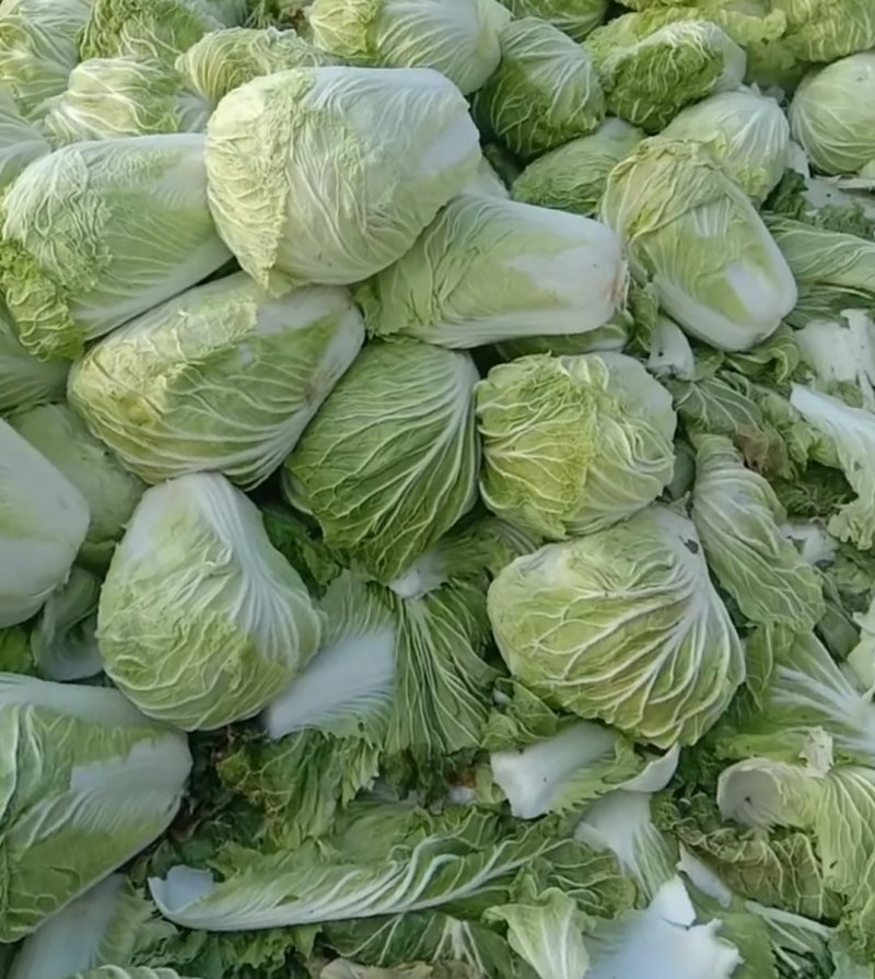 山东优质白菜，白菜产地直销，大量供应一手货源。