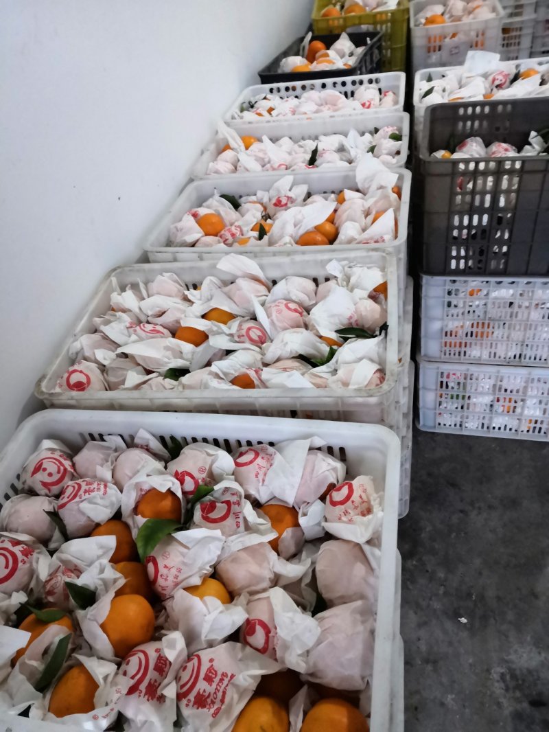 蒲江耙耙柑次果，高次果！二级商品果全是高山货