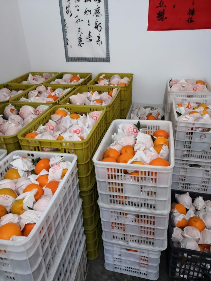 蒲江耙耙柑次果，高次果！二级商品果全是高山货