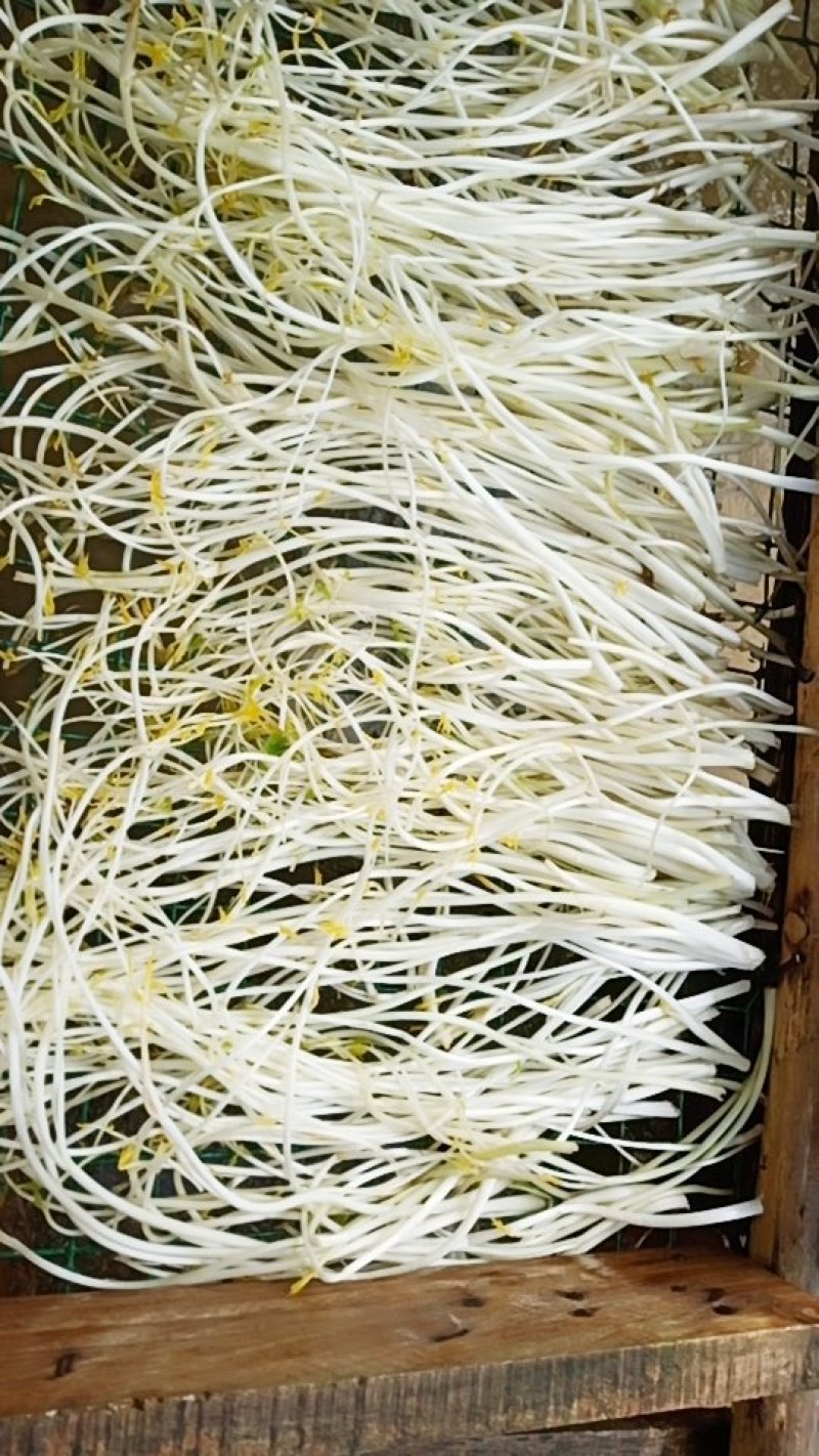芹芽