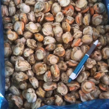 扇贝肉（熟，单冻，冷链物流全国配送。