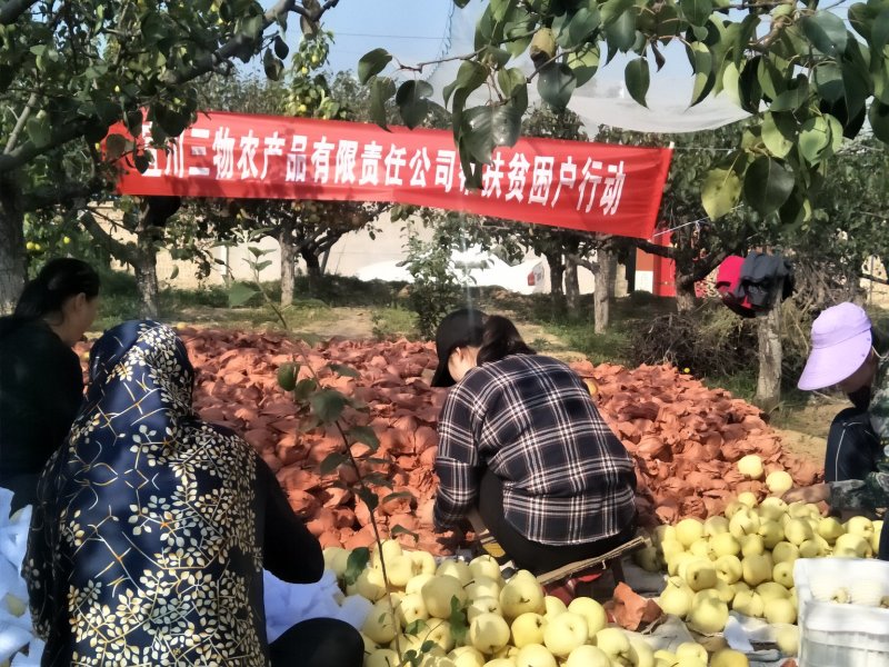 壶口酥梨高原有机认证