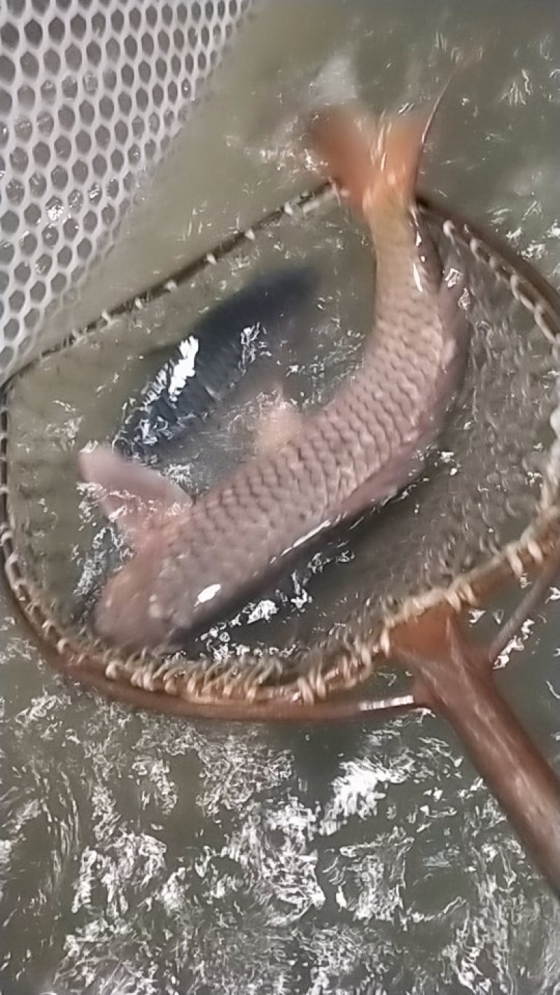 金伟活鱼批发