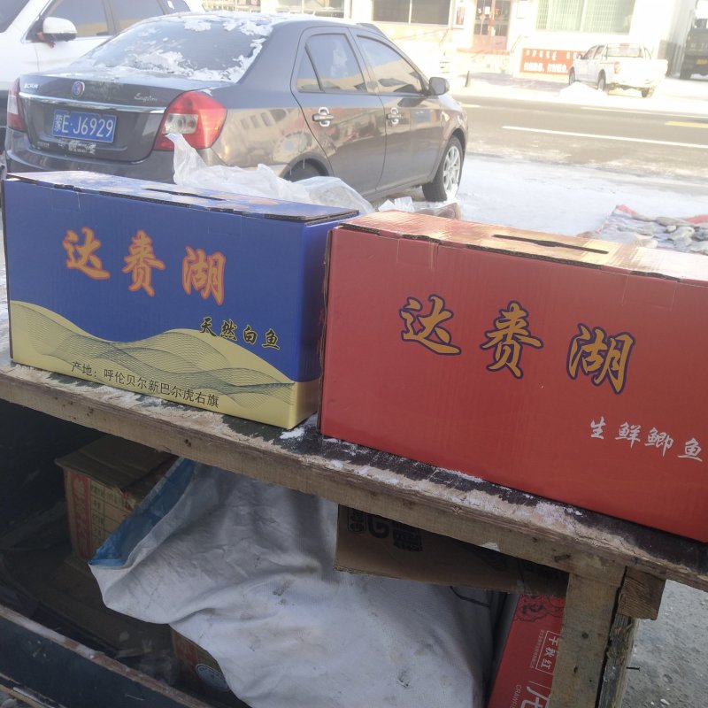 金伟活鱼批发