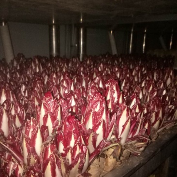 紫玉兰红玉兰红菊苣