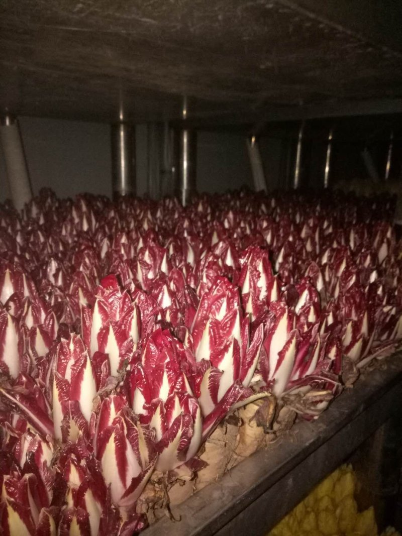 紫玉兰红玉兰红菊苣