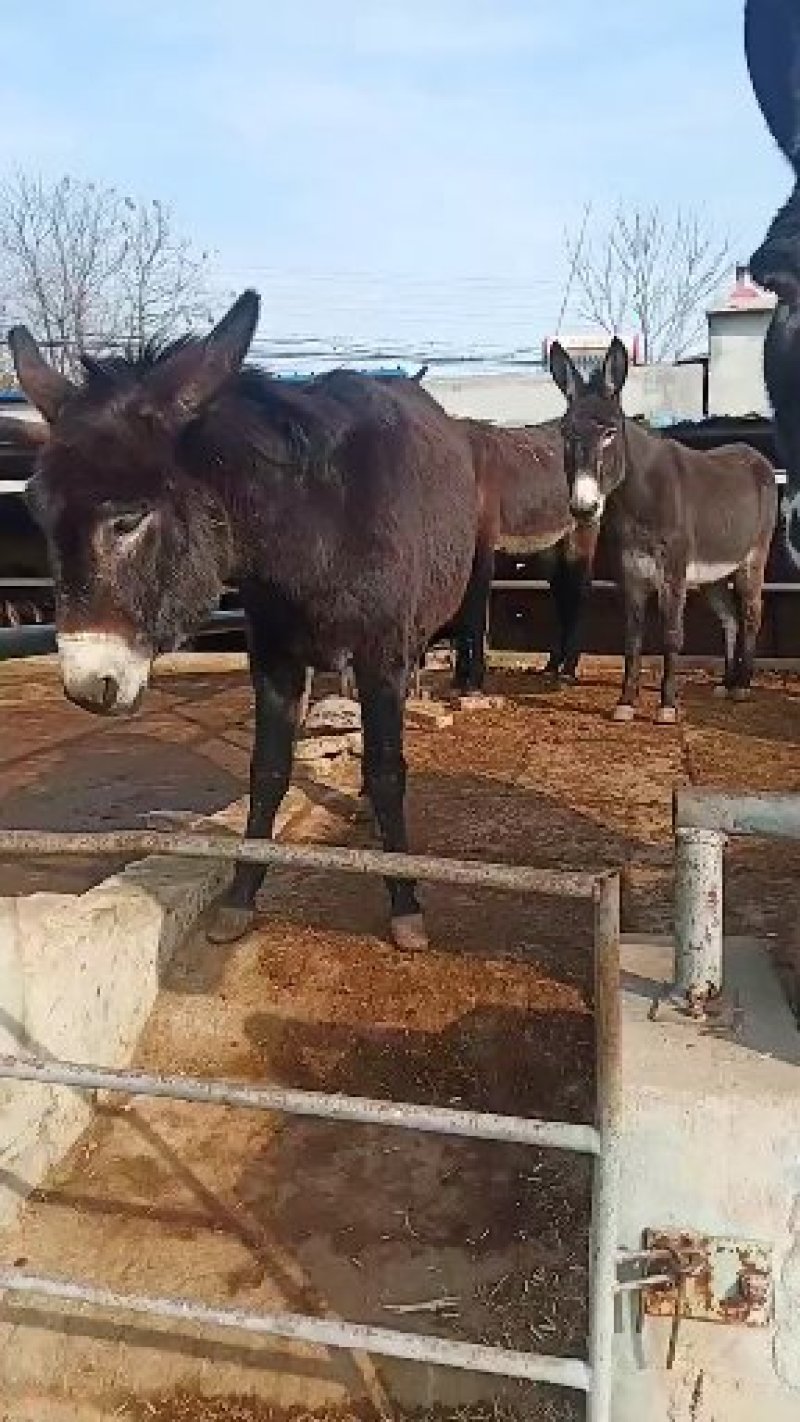 肉驴养殖场肉驴养殖技术养驴基地小毛驴价格