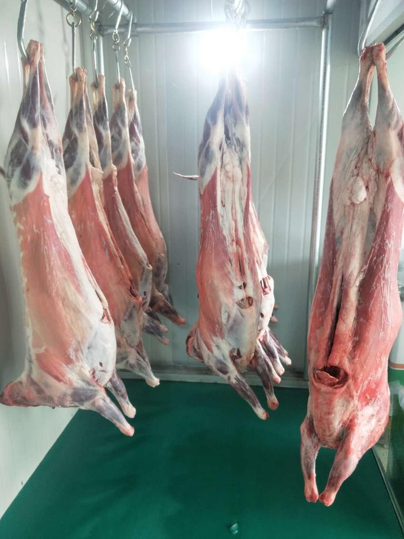阿尔巴斯严选山羊肉一手货源，批发商，采购商专供