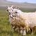 阿尔巴斯严选山羊肉一手货源，批发商，采购商专供