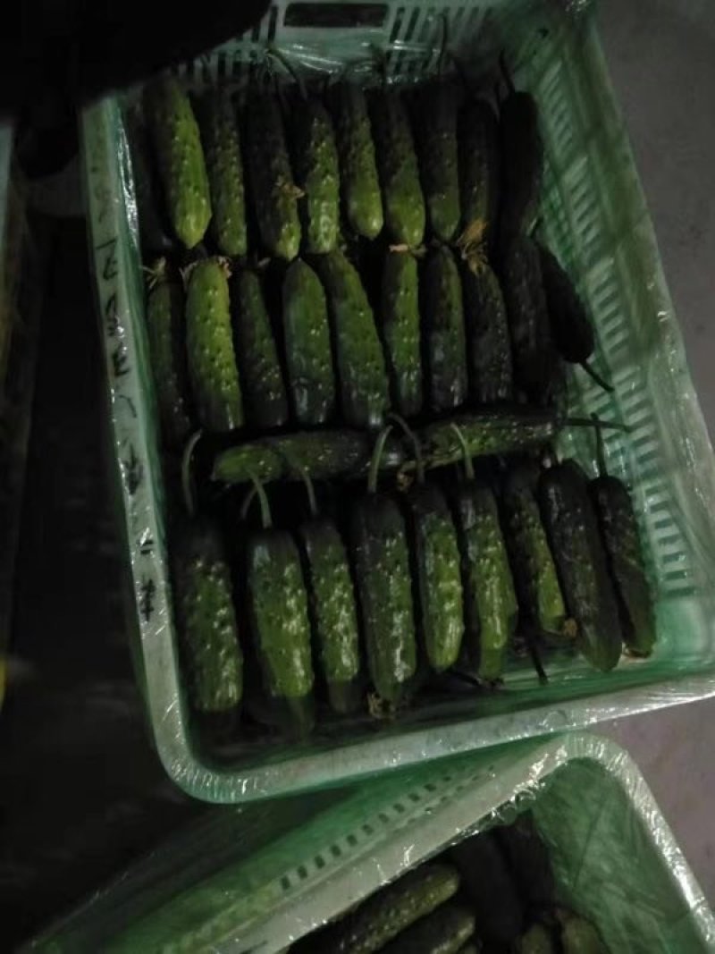 汉黄瓜，精品汉瓜，全国接单中品质保证价格合理