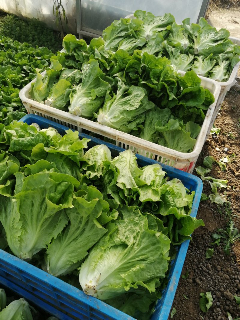 生菜，鸡毛菜；小青菜；菜心；杭白菜；