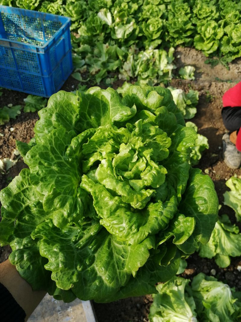 生菜，鸡毛菜；小青菜；菜心；杭白菜；
