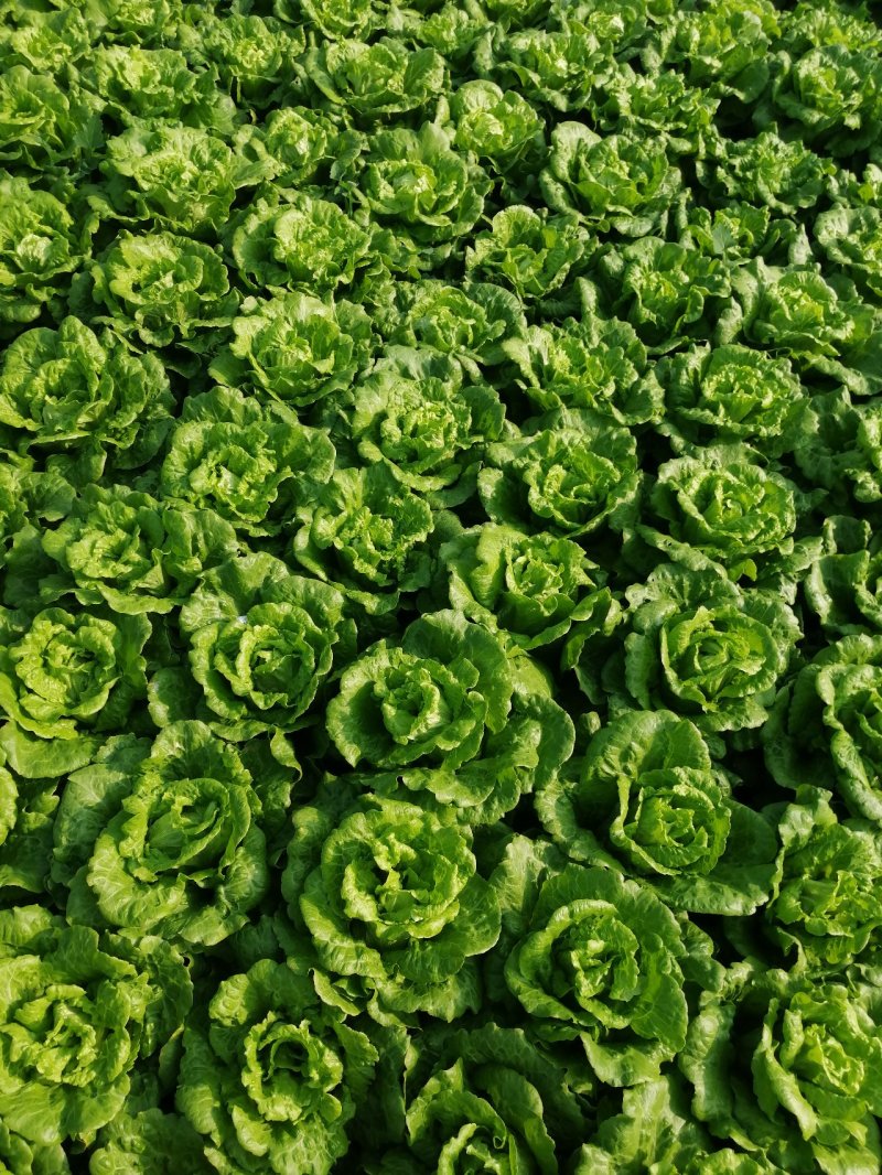 生菜，鸡毛菜；小青菜；菜心；杭白菜；