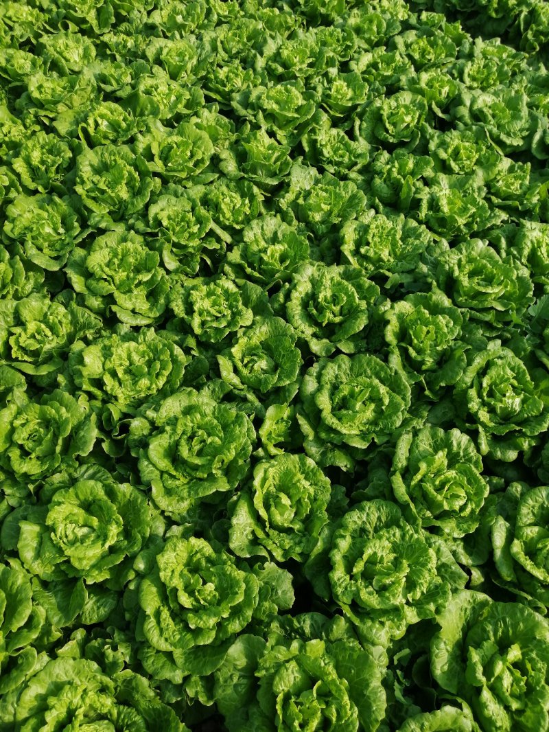 生菜，鸡毛菜；小青菜；菜心；杭白菜；