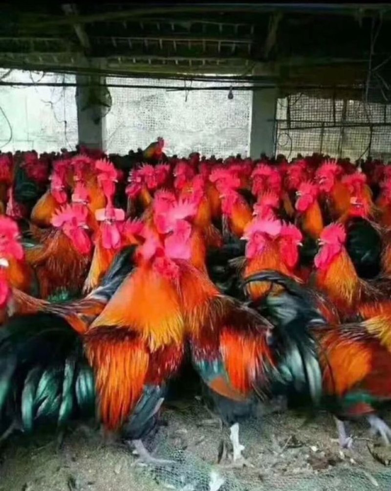 血毛土鸡苗，土鸡苗，常年供应各种鸡苗，，已打马立克