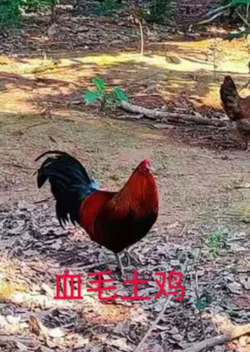 血毛土鸡苗，土鸡苗，常年供应各种鸡苗，，已打马立克