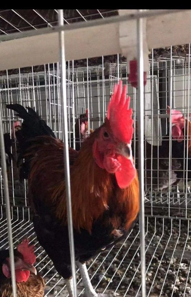 血毛土鸡苗，土鸡苗，常年供应各种鸡苗，，已打马立克