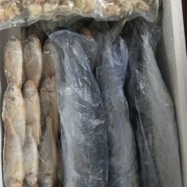 礼箱鱼