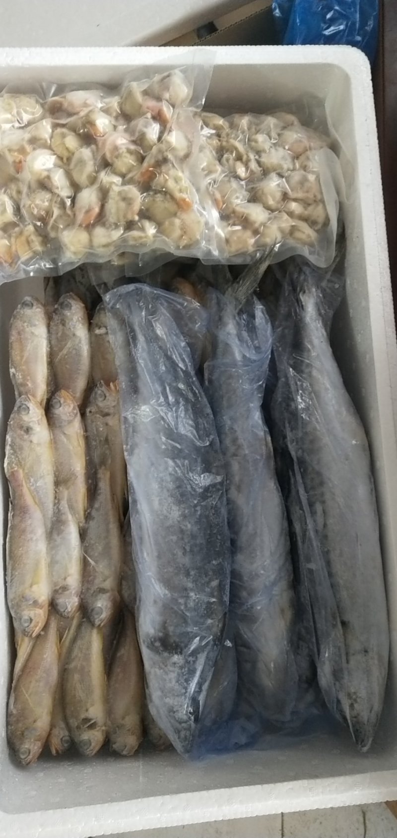 礼箱鱼