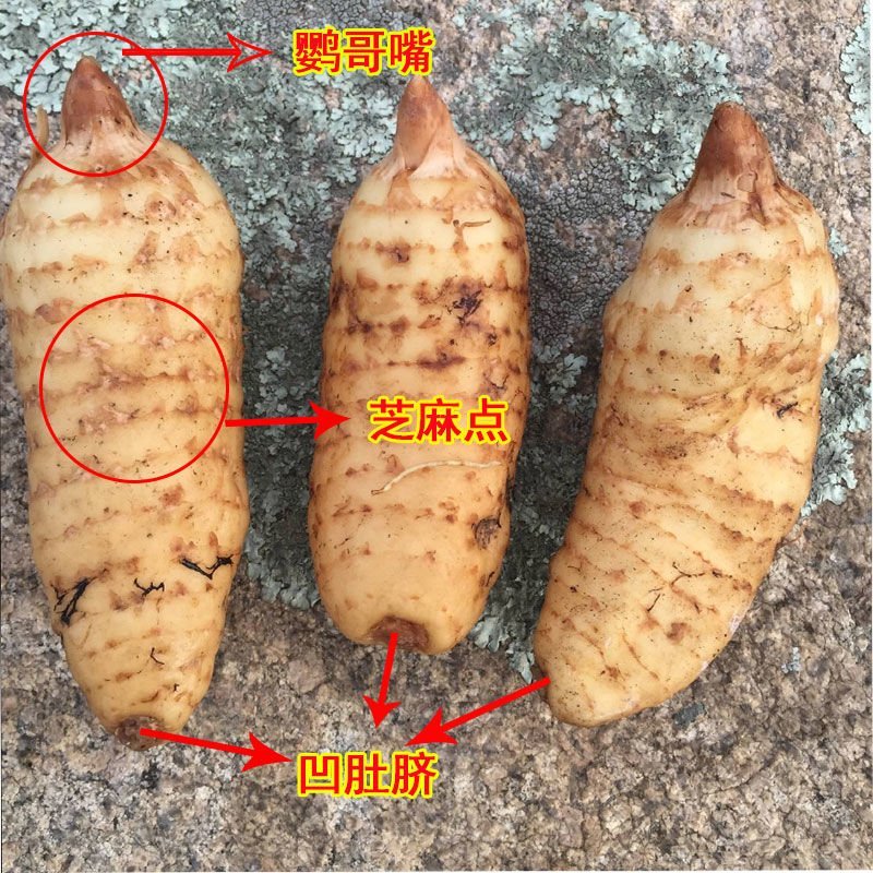 天麻鲜天麻野生天麻湿天麻冬麻新鲜天麻生天麻非云南小草坝天