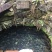 求购青鱼草鱼鲫鱼鲟鱼两万斤左右，2月份用